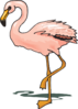 Standing Flamingo Clip Art